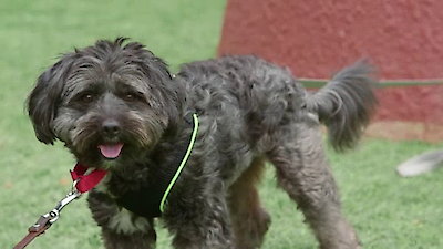Lucky Dog Season 2 Episode 9