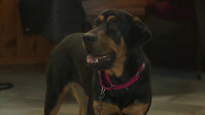 Lucky Dog Season 2 Episode 11
