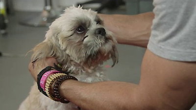 Lucky Dog Season 2 Episode 12