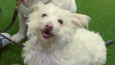 Lucky Dog Season 2 Episode 13