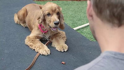 Lucky Dog Season 2 Episode 16