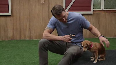Lucky Dog Season 2 Episode 17
