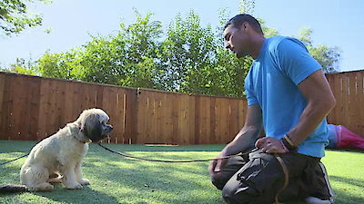 Lucky Dog Season 2 Episode 18