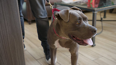 Lucky Dog Season 2 Episode 22