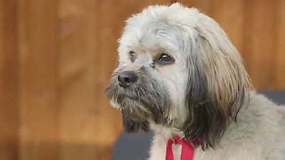 Lucky Dog Season 2 Episode 26