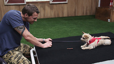 Lucky Dog Season 3 Episode 3