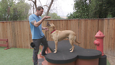 Lucky Dog Season 3 Episode 5