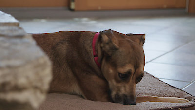 Lucky Dog Season 3 Episode 8