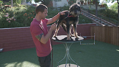 Lucky Dog Season 3 Episode 11