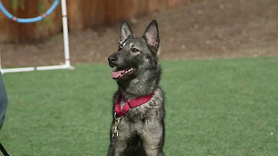 Lucky Dog Season 1 Episode 26