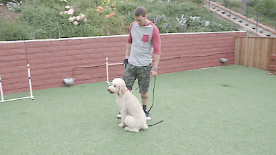 Lucky Dog Season 3 Episode 17