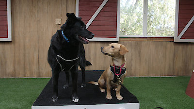 Lucky Dog Season 3 Episode 21