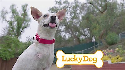 Lucky Dog Season 4 Episode 1