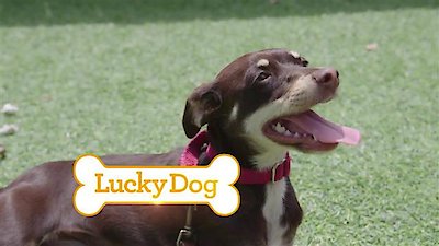 Lucky Dog Season 4 Episode 3