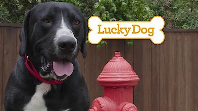Lucky Dog Season 4 Episode 4