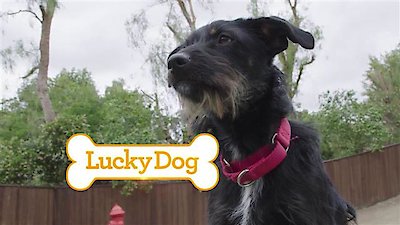 Lucky Dog Season 4 Episode 5