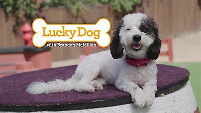 Lucky Dog Season 4 Episode 6