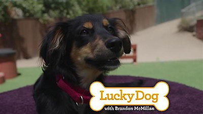 Lucky Dog Season 4 Episode 7