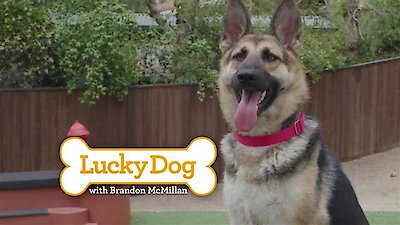 Lucky Dog Season 4 Episode 8