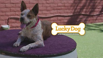 Lucky Dog Season 4 Episode 9