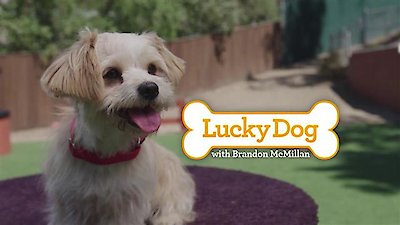 Lucky Dog Season 4 Episode 10