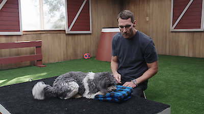 Lucky Dog Season 4 Episode 11