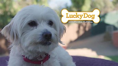 Lucky Dog Season 4 Episode 14