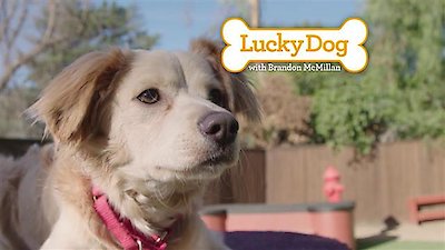 Lucky Dog Season 4 Episode 15