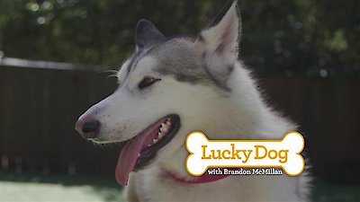 Lucky Dog Season 4 Episode 17