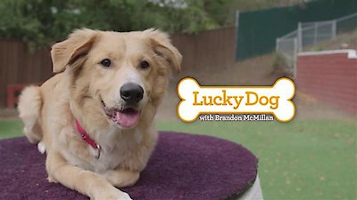 Lucky Dog Season 4 Episode 18