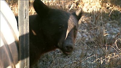 Animal Cops: Miami Season 1 Episode 1