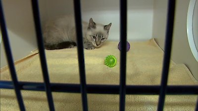 Animal Cops: Miami Season 1 Episode 2
