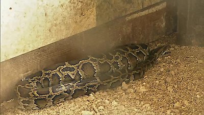 Animal Cops: Miami Season 1 Episode 7