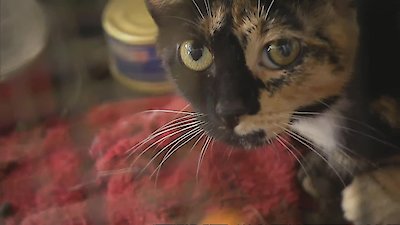 Animal Cops: Miami Season 1 Episode 8