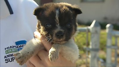 Animal Cops: Miami Season 1 Episode 6