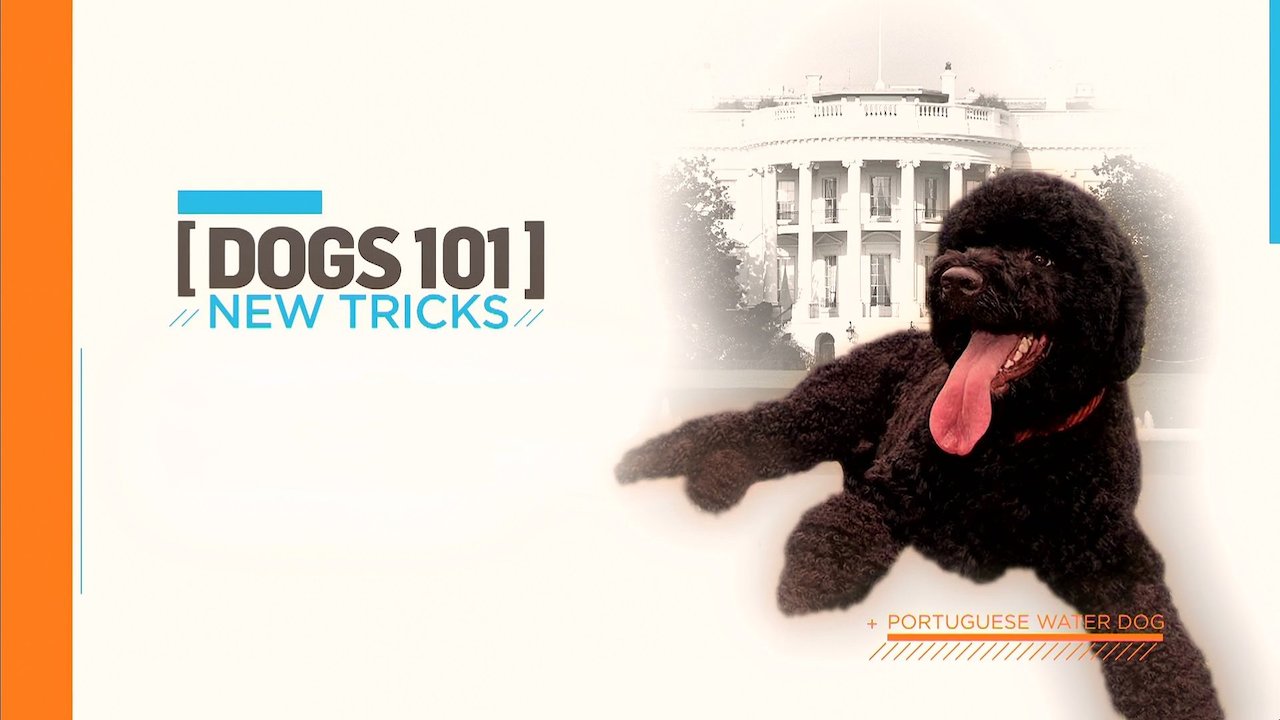 Dog new tricks. 101 Dog. 101 Пудель. Баннер -пудель для ютуб канала.