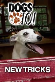 Dogs 101: New Tricks