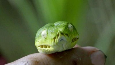 Primal Survivor Season 1 Episode 10