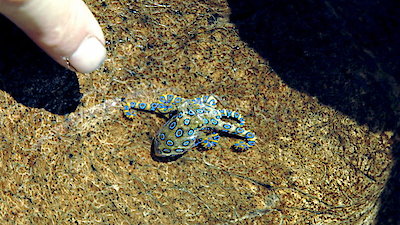 Primal Survivor Season 1 Episode 6