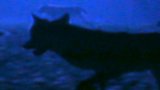 Sharks