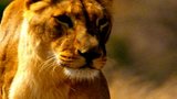 Lions
