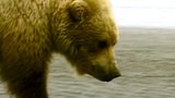 Bears