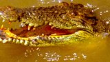 Gators/Crocs