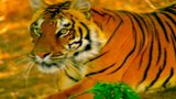 Tigers/Leopards
