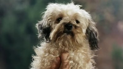 Petticoat Junction Season 5 Episode 21