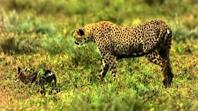 Africa's Predator Zones Season 1 Episode 3