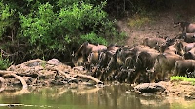 Africa's Predator Zones Season 1 Episode 2
