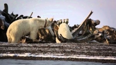 Watch United States of Animals Season 1 Episode 1 - Gator Nation Online Now