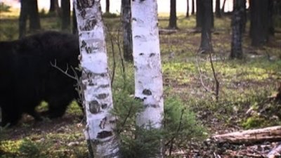 Watch United States of Animals Season 1 Episode 3 - Wolves of Wall ...