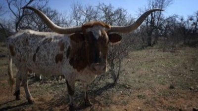 Watch United States of Animals Season 1 Episode 7 - Cranes, Plains and ...